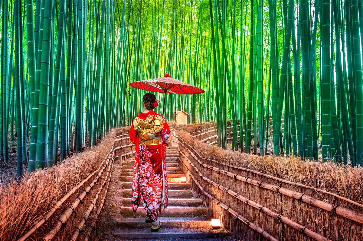 Bamboo forest path in Japan